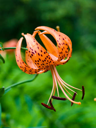 Summer feeling -02の写真素材