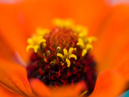 Summer Flowers-01の写真素材