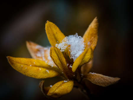 Flowers in the snowの写真素材