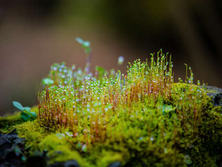 green barleyの写真素材