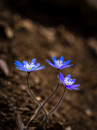 hepatica-01