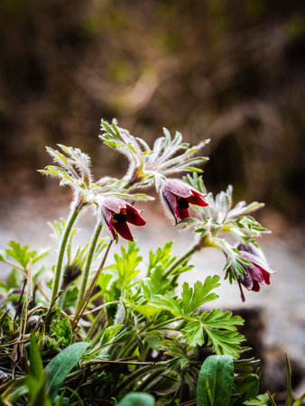A feast of spring flowers-03