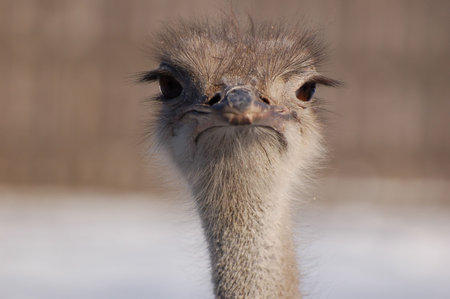 ostrich head, front view. bird looks sad