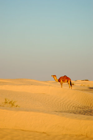 Camel in desert Saharaの写真素材