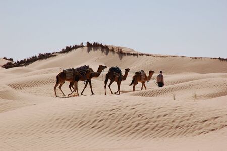 caravan in desert Saharaの写真素材