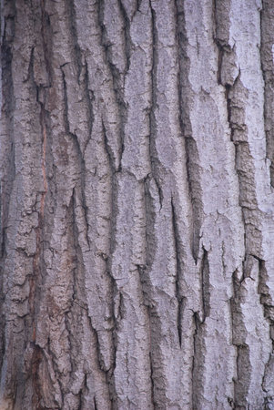 bark of tree, texture, macro photo