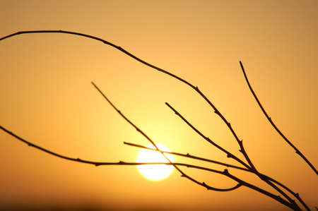 sunrise in Sahara desert and branch silhouetteの写真素材
