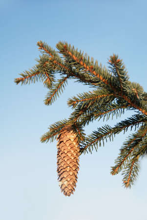 Fir cone on the branch on the blue sky backgroundの写真素材