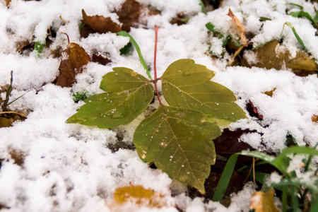 autumn leaves in snowの写真素材