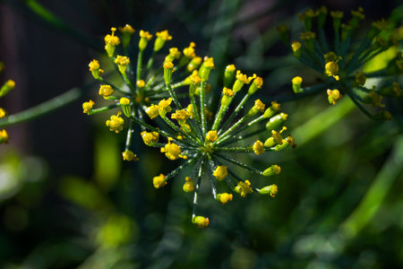 closeup of flower