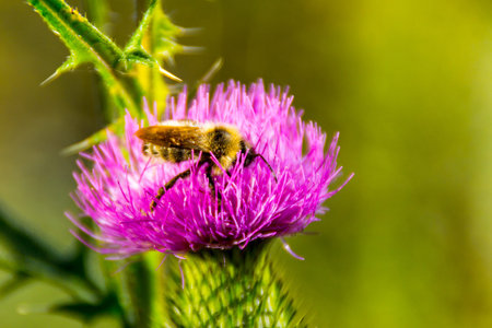 bee on a flower, pollination of weeds, collecting nectar, summer meadow