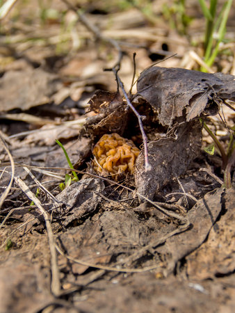 Morel spring mushroom grows from old foliage