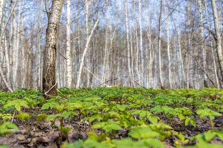 first spring grass in the forestの写真素材