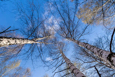 blue sky with clouds between birches without leavesの写真素材