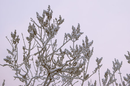 lilac bush covered with inea