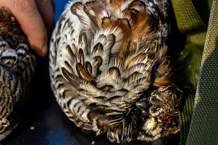 grouse lie on the hood of the carの写真素材