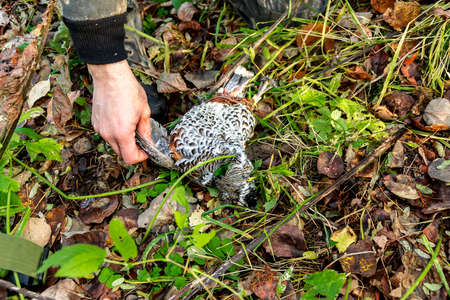 opening of the hunting season, hazel grouse on fallen leaves, autumn hunting and poaching, selective focusの写真素材