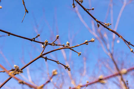 Branches of shrubs with unblown buds in the spring against the sky, selective focusの写真素材