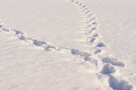 winter evening, two tracks in the snow dispersed in different directions, selective focus