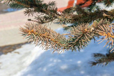 branches of blue spruce against the background of snow.