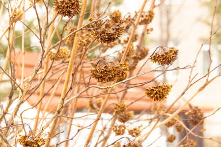 A beautiful ornamental shrub lost in the fall all the leaves were only seed boxes, physocarpus opulifolius bubbleの写真素材