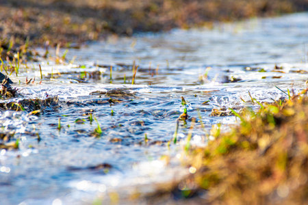 pure cold stream covered with thin ice among last years grass in the spring sunshine, selective focusの写真素材