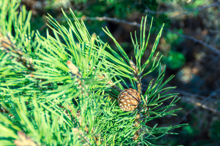 young needles of pine and pine buds in folk medicine and ethnoscience, selective focus