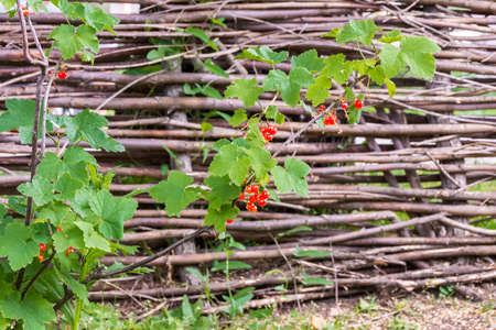 close-up of a bush of red currant on a background of wicker hedges, selective focusの写真素材
