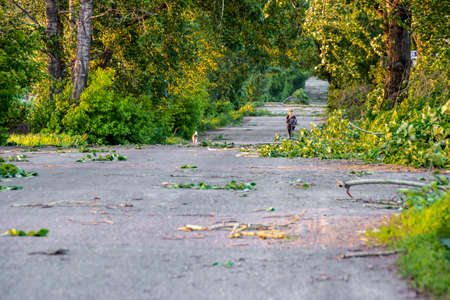 large branches of trees and foliage lie on the roadway, through these piles go a teenager and a dog, selective focusの写真素材