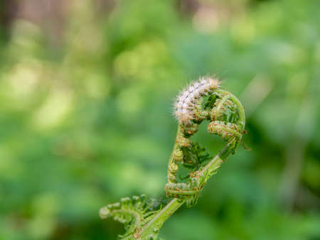young shoots of bracken fern eaten by a light shaggy caterpillar, selective focusの写真素材
