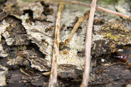 large ant dragging a twig into an anthill, selective focusの写真素材