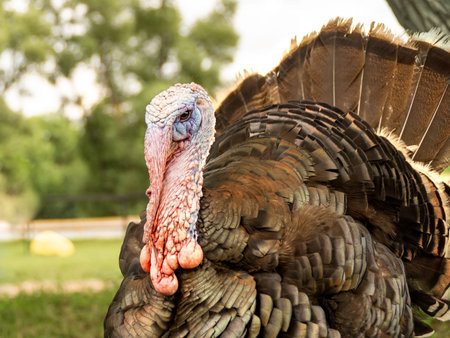 a male turkey in nature has a beautiful lush plumage and a quick-tempered character
