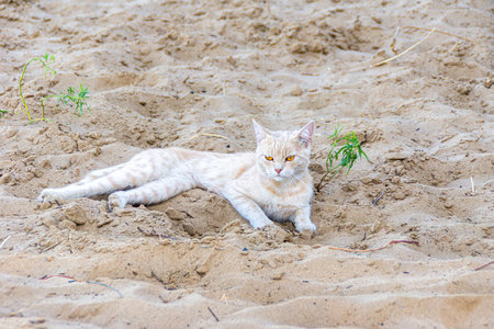 ginger tabby cat with unusually brown eyes lies on the sand and does not look at the camera, selective focusの写真素材