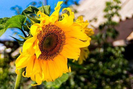 sunflower flower, an oil source of vegetable fats, as well as fragrant oilcake and halva, selective focusの写真素材