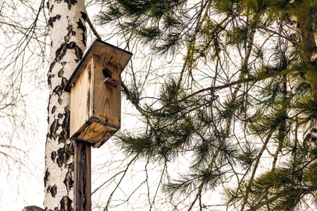 winter photo of a birdhouse which is fixed on a birch trunk without leaves, near pine branches