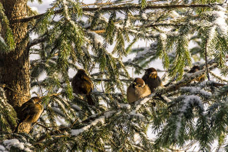 in winter, sparrows bask in the sun, sitting on a snow-covered spruce branchの写真素材