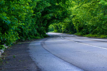 a wet curved asphalt road runs through the forest forming green arches of branchesの写真素材