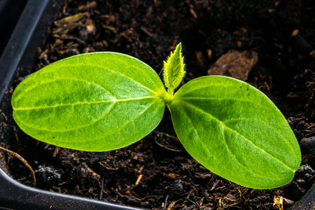 close-up, from above, a cucumber sprout in the first true leaf stage in a plastic pot with potting...