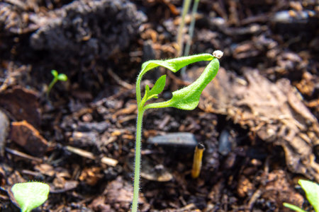 A weak tomato sprout could not throw off the seed coat from the cotyledon leaves. Seedlings are...