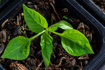 Capsicum seedlings grow in a pot with soil. The plant expects favorable conditions for transplanting into open groundの写真素材