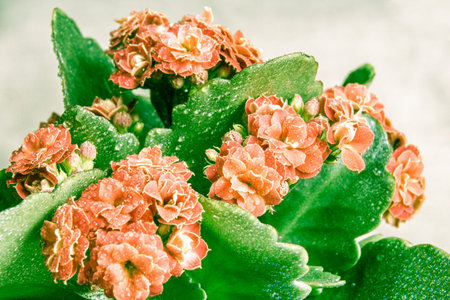 light orange or pale red flower with green leaves of Kalanchoe Blossfeld, selective focus on the middle inflorescenceの写真素材