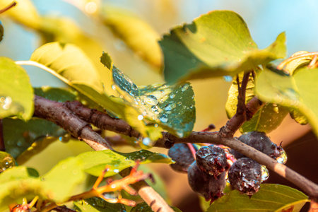 Irga branch with berries and leaves covered with numerous drops of water shining in the sun,...