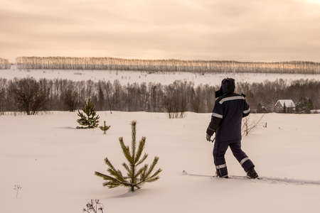 a man-hunter in warm clothes, in search of prey and new impressions, goes skiing on virgin snow between young conifersの写真素材