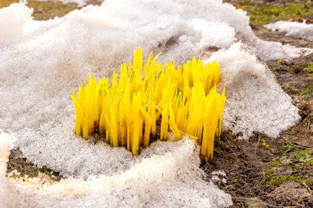 young yellow sprouts of lupine grow out of the snow, selective focus