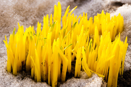 the first spring shoots of lupine, selective focusの写真素材