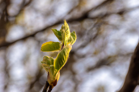 the first leaves begin to bloom under the warm rays of the spring sun preparing for flowering,...