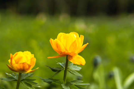 almost fabulous flower with which legends and mythology are associated, elves brew the elixir of life in flower buds, selective focusの写真素材