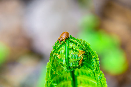 Weevil Polydrusus mollis sits on top of a spiral young fern frond, selective focus