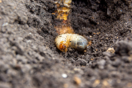 Larvae of Flower chafer or bronze beetle lies in the soil, selective focus