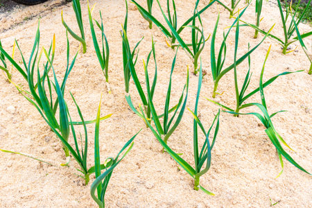 Mulching garlic with sawdust to keep the soil moist, as well as protect against overheating and weed...